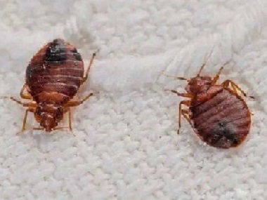 南海杀虫灭鼠公司杀死臭虫最有效的办法你知道吗？