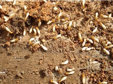 里水白蚁预防为什么新建房屋会有白蚁