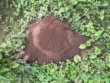 和顺灭治白蚁中心花卉里有白蚁危害怎样消灭它