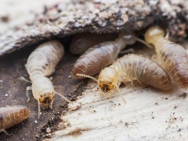 南海白蚁预防中心日常生活防止白蚁入侵的办法