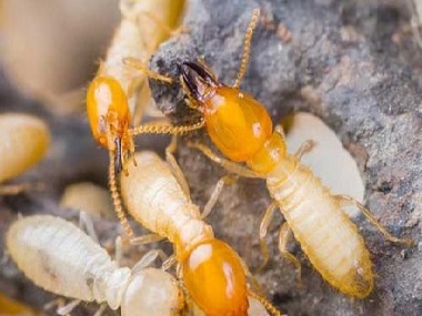 顺德灭治白蚁——有什么好办法灭白蚁