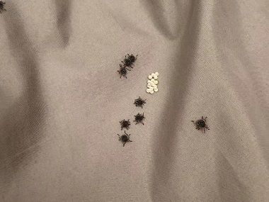 顺德控制病媒生物中心科学防治三步彻底除臭虫