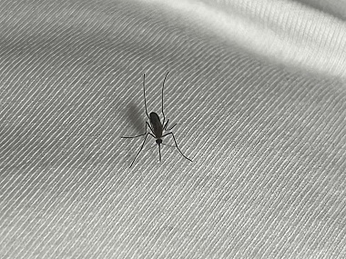高明蚊子防控所夏日居家怎样不让蚊虫叮咬